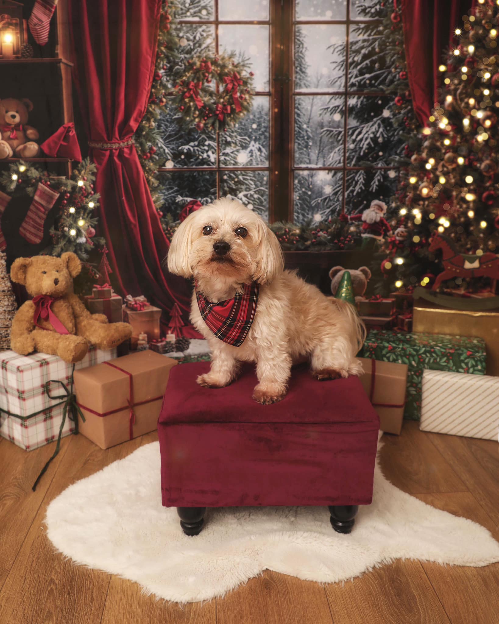 Kate Hiver Sapin de Noël Ours en peluche Fenêtre Toile de fond conçue par Emetselch - Kate Backdrop FR