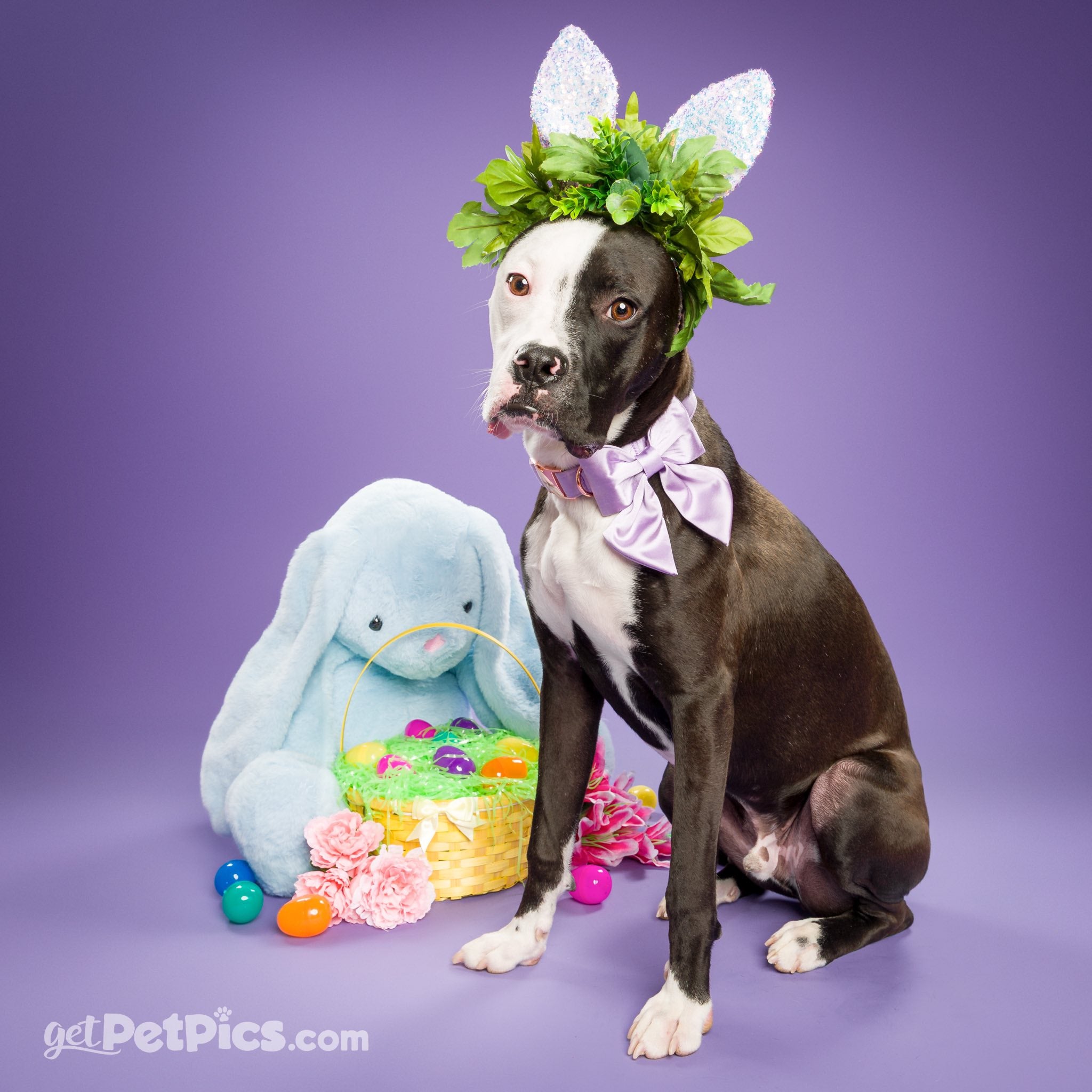 Kate Chardon Violet Fond de Papier Sans Couture pour la photographie - Kate Backdrop FR