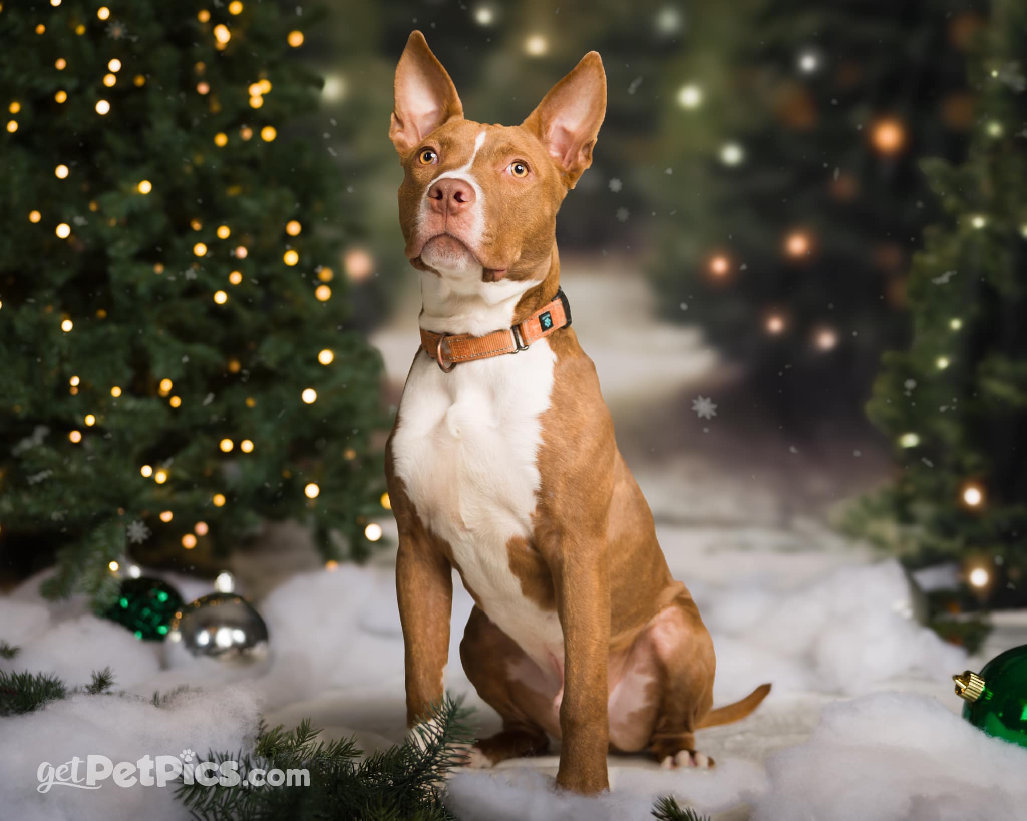 Kate Noël Extérieur Arbre Lumière Bokeh Toile de fond pour la photographie - Kate Backdrop FR