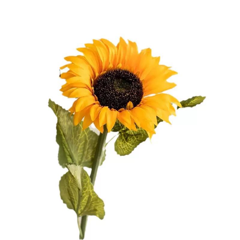 Kate Tournesol Artificiel 20 pièces Kit Accessoires - Kate Backdrop FR