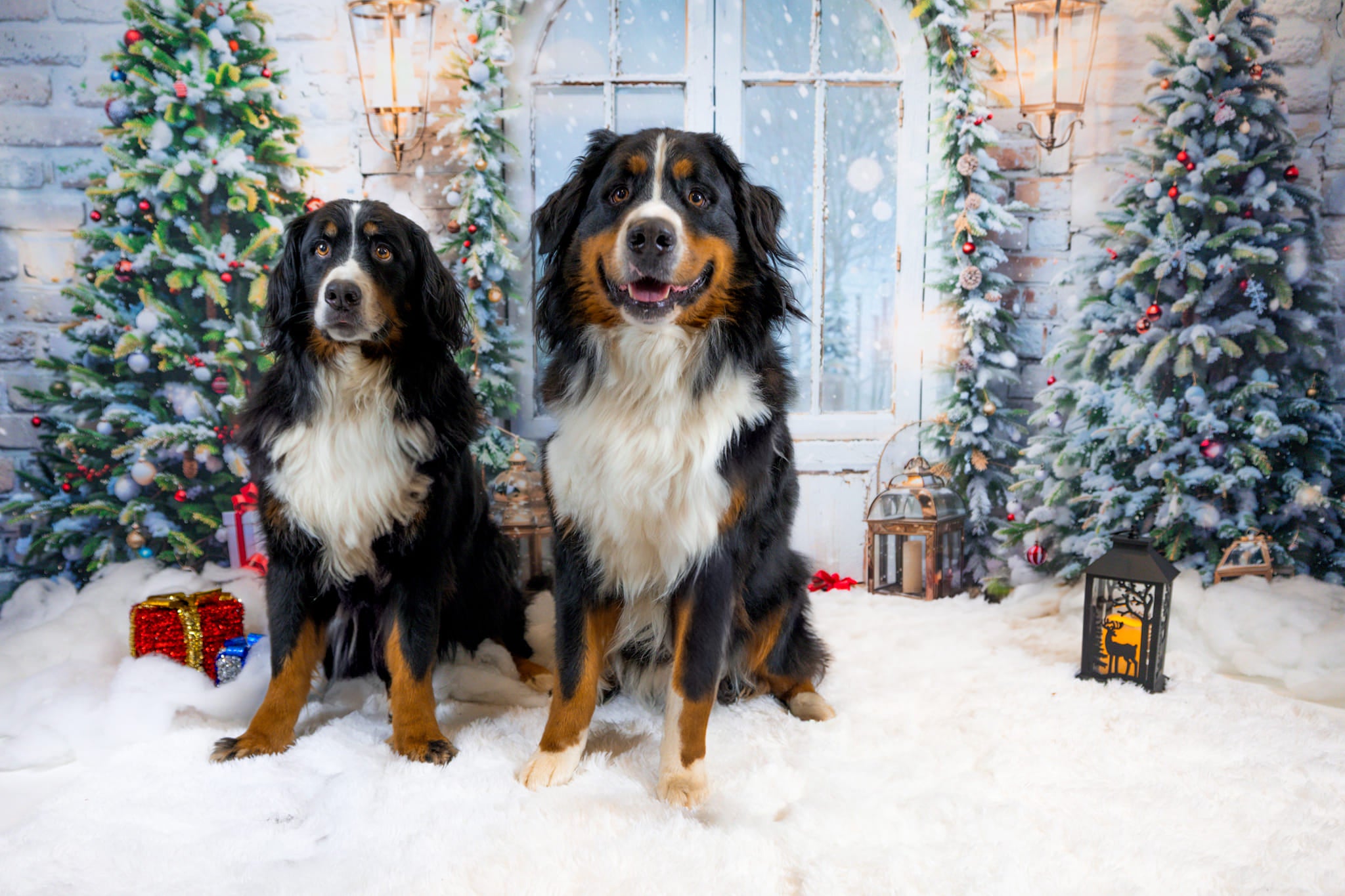 Kate Noël Porte Arbres Neige Sol Toile de fond conçue par Chain Photographie - Kate Backdrop FR