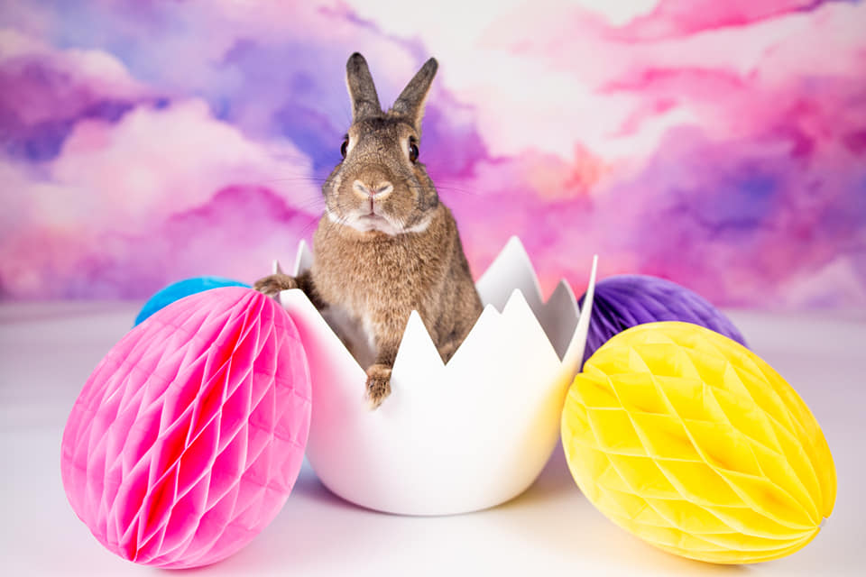 Kate Ciel Rose & Violet Nuages Toile de fond conçue par Patty Robert - Kate Backdrop FR