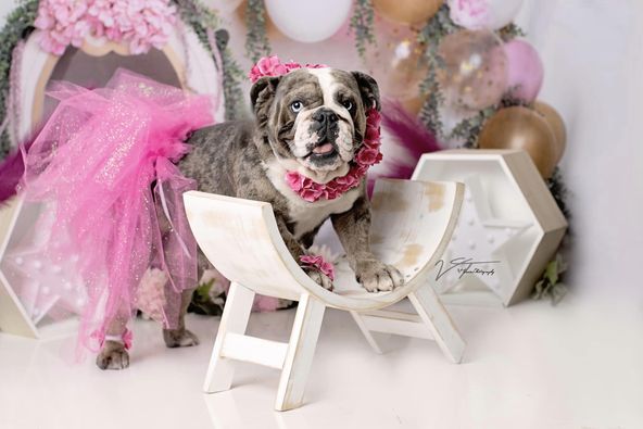 Kate Cake smash Fleurs Ballon Enfant Toile de fond conçue par Lisa B - Kate Backdrop FR