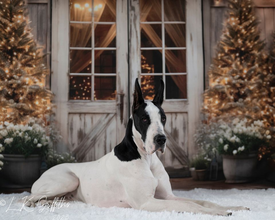 Kate Noël Grange Arbres Toile de fond conçue par Emetselch - Kate Backdrop FR