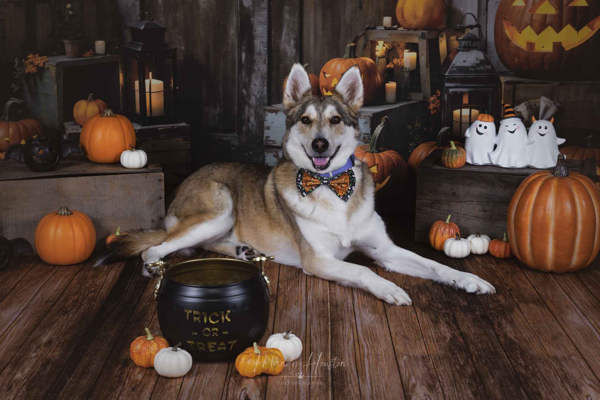 Kate Halloween Lanterne Citrouille Grange Toile de fond Conçu par Chain Photographie - Kate Backdrop FR