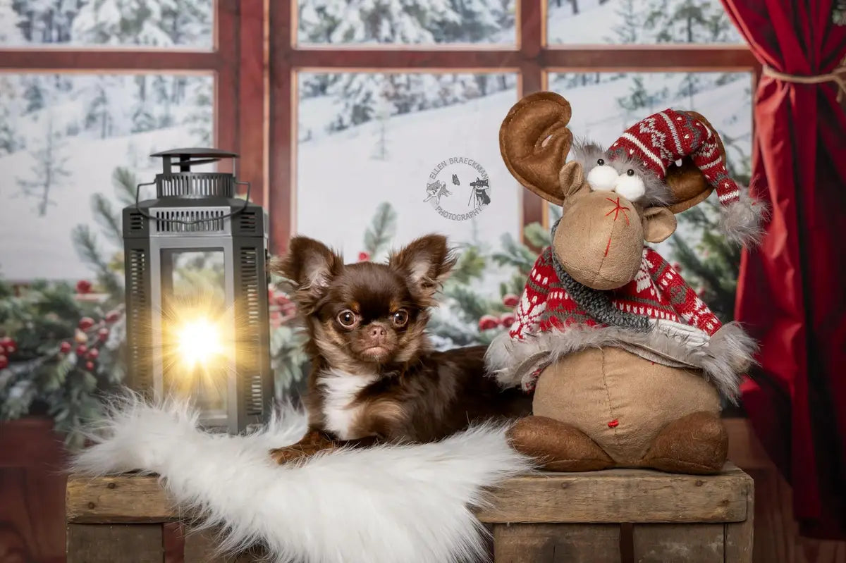 Kate Noël Forêt Fenêtre Mur en Bois Toile de fond conçue par Chain Photographie