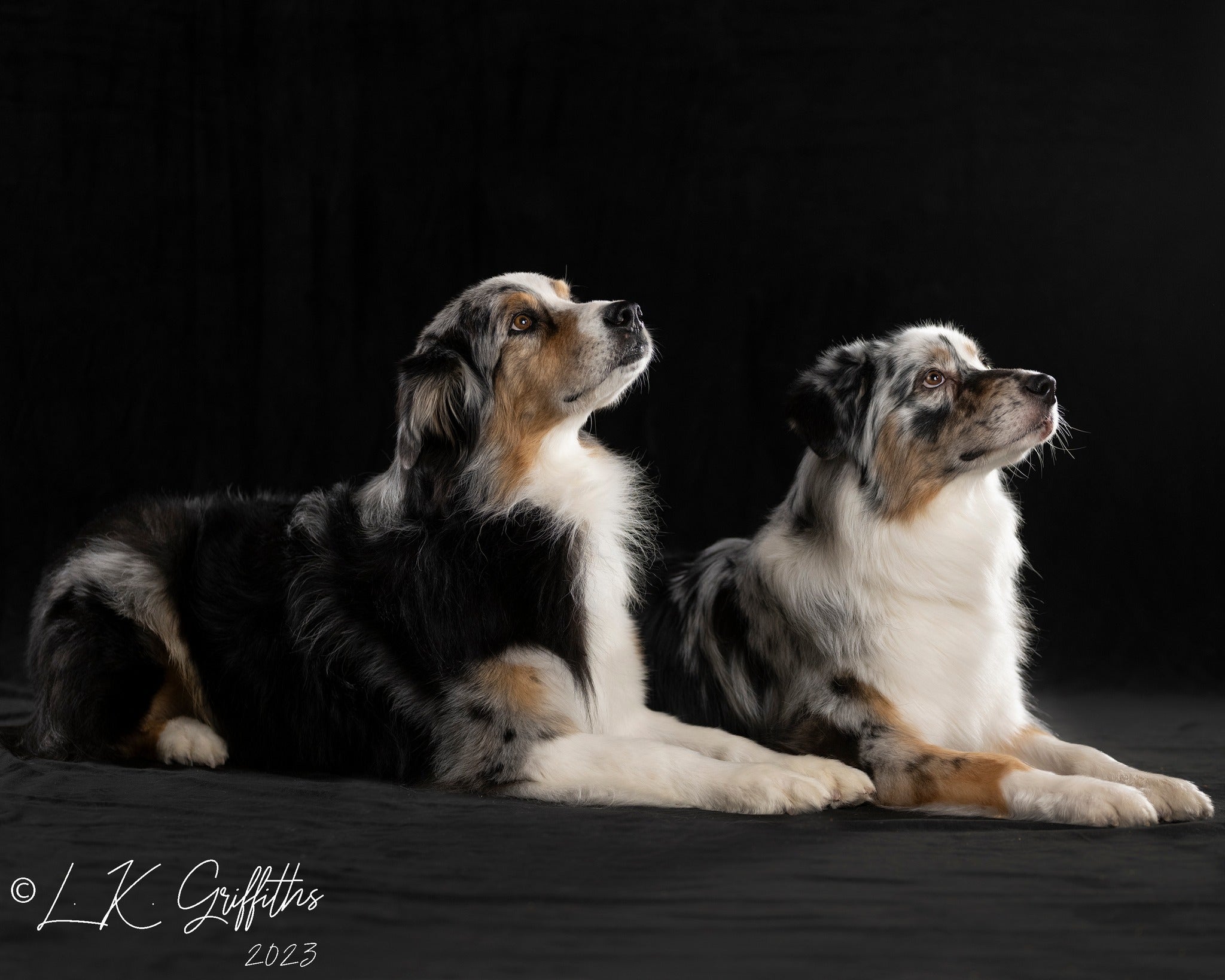 Kate Couleur unie Noir Toile de fond Photographie de portrait - Kate Backdrop FR