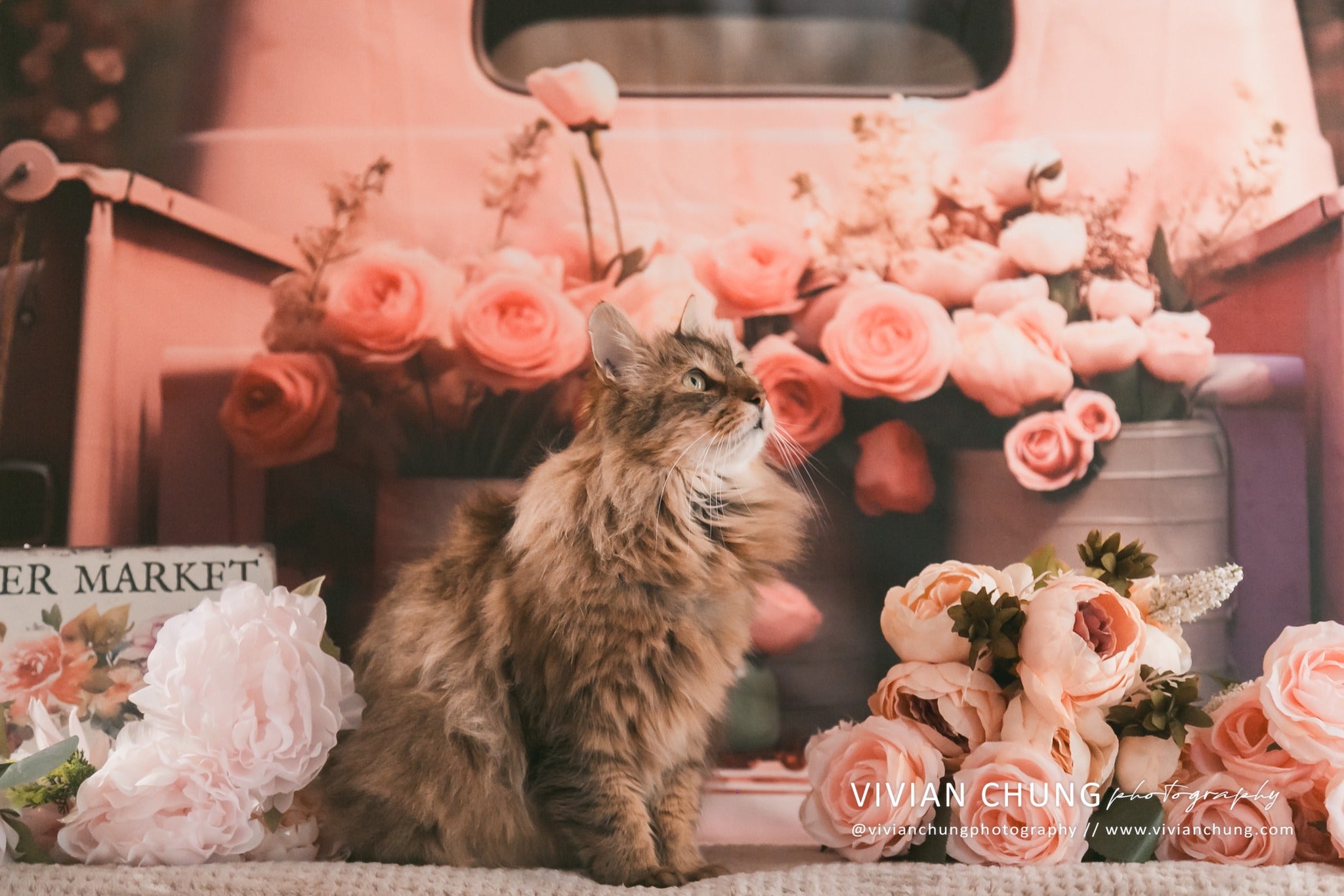 Kate Saint Valentin Rose Fleurs Camion Toile de fond conçue par Chain Photographie - Kate Backdrop FR