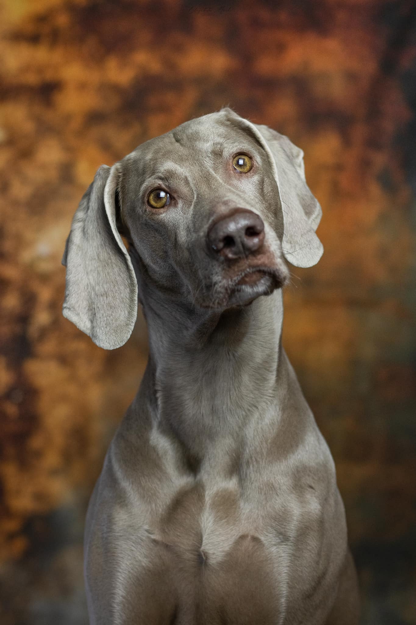 Kate Abstrait Doré Portrait Toile de fond conçue par Chain Photographie - Kate Backdrop FR