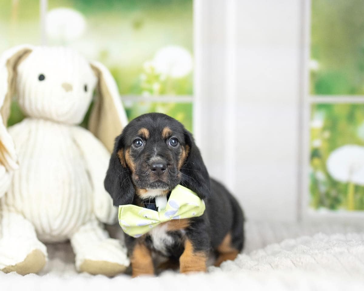 Kate Jardin Printemps Vert Fenêtre Toile de fond conçue par Emetselch - Kate Backdrop FR