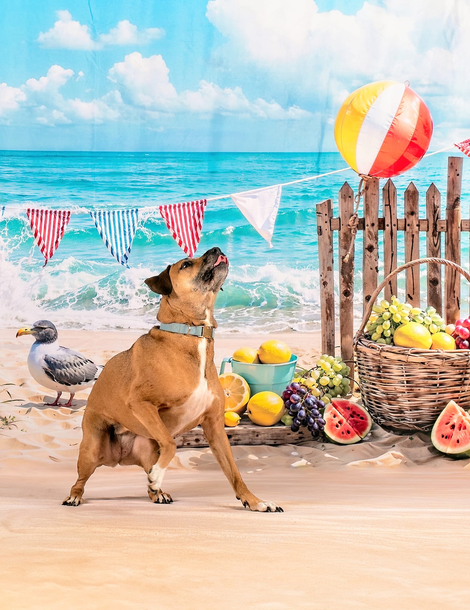 Kate Été Mer Plage Pastèque Oiseau Clôture Toile de fond conçue par Emetselch - Kate Backdrop FR