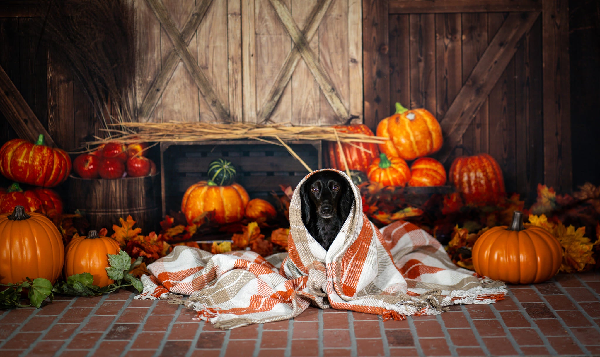 Kate Citrouille Automne Halloween Toile de fond conçue par Emetselch - Kate Backdrop FR