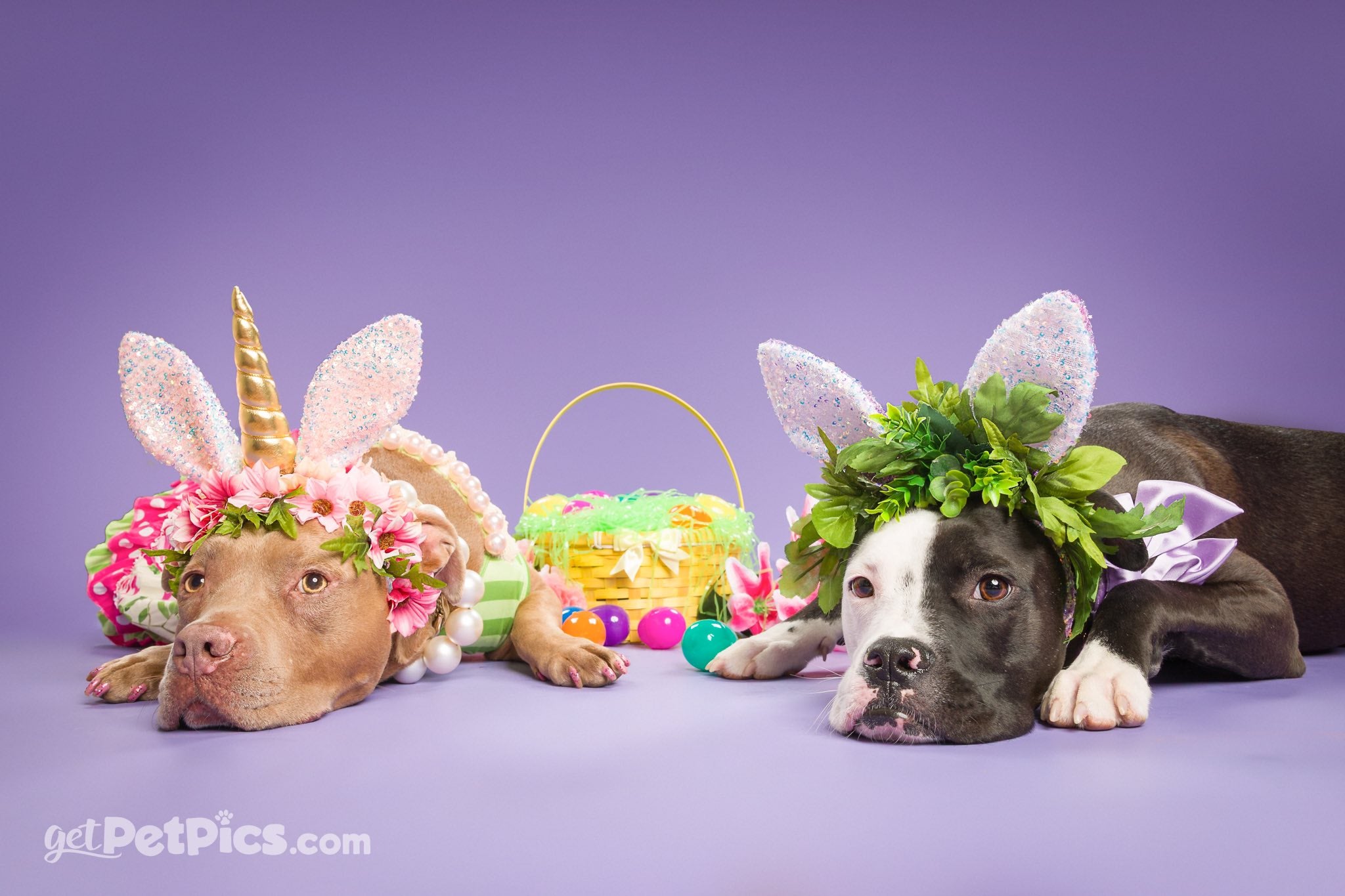 Kate Chardon Violet Fond de Papier Sans Couture pour la photographie - Kate Backdrop FR