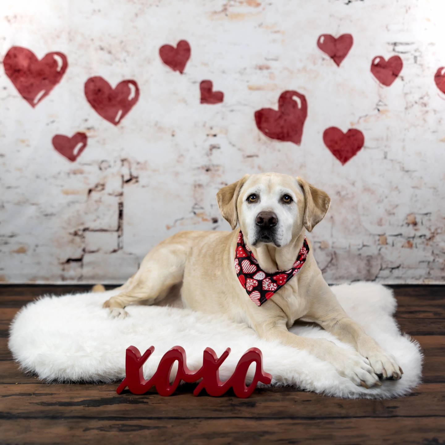 Kate Saint-Valentin Coeur Peint Mur Rétro Toile de fond conçue par Kate Image - Kate Backdrop FR