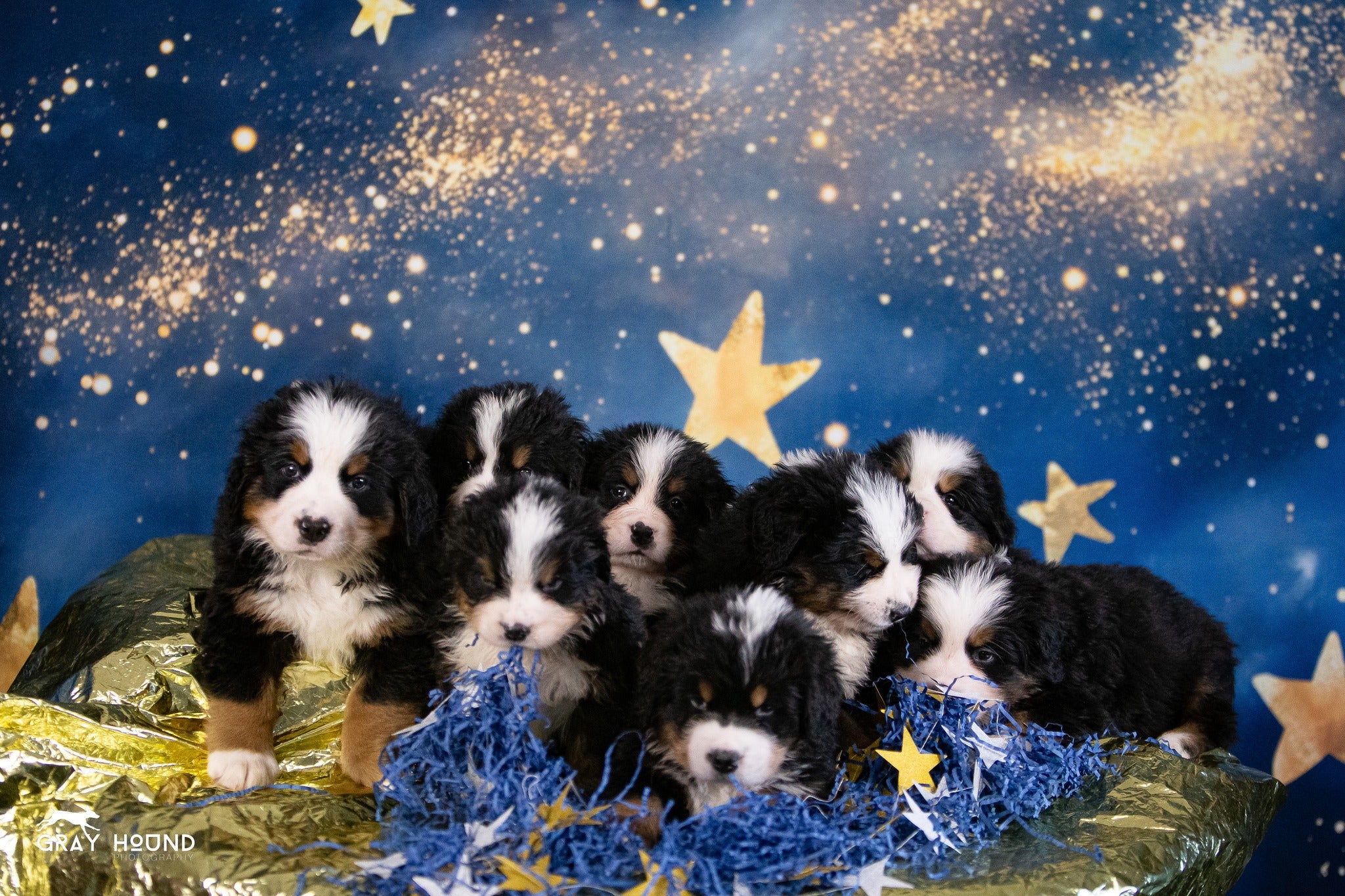 Kate Nuit étoilée Ciel Galaxie Anniversaire Toile de fond conçue par Emetselch - Kate Backdrop FR