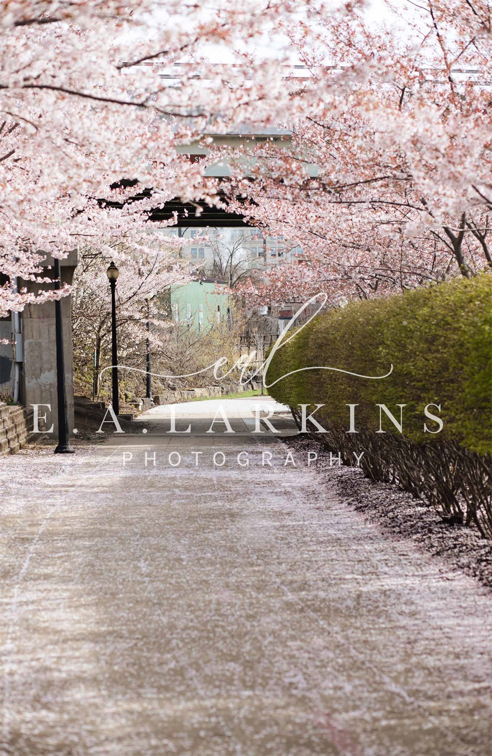 Kate Cerisier Floraison Rose Route Printemps Toile de fond conçue par Erin Larkins - Kate Backdrop FR
