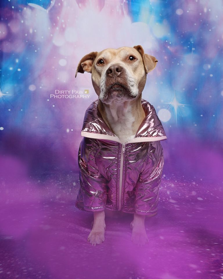 Kate Fantaisie Violet Ciel étoilé Lumières Toile de fond conçue par Ashley Paul - Kate Backdrop FR