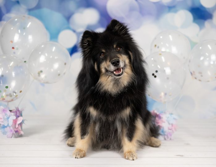 Kate Paillettes Bokeh Points Fête Toile de fond conçue par Kate image - Kate Backdrop FR