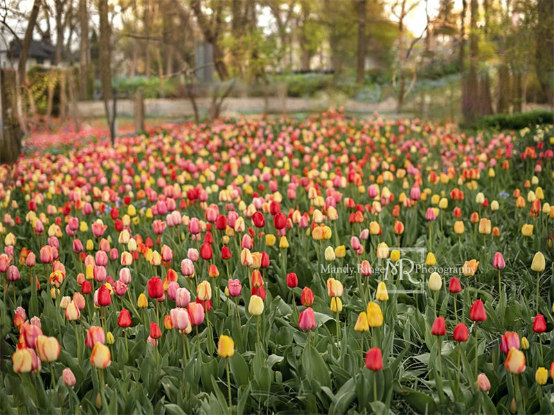 Kate Champ de tulipes Printemps Fleurs Toile de fond conçue par Mandy Ringe - Kate Backdrop FR