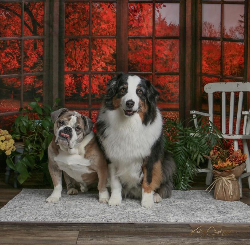 Kate Automne Feuilles à l'extérieur Fenêtre Toile de fond pour la photographie - Kate Backdrop FR