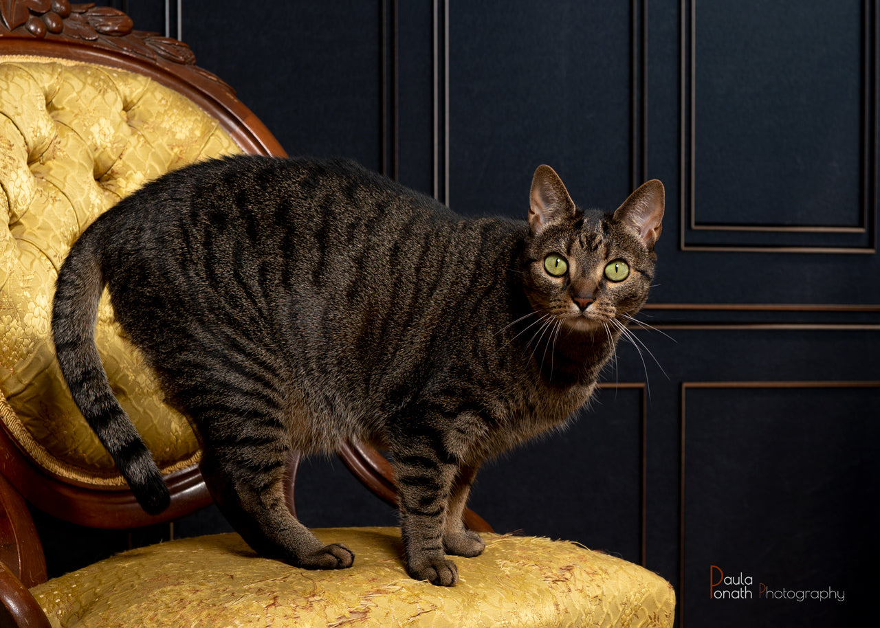 Kate Noir Rétro Mur Vintage Toile de fond pour la photographie - Kate Backdrop FR