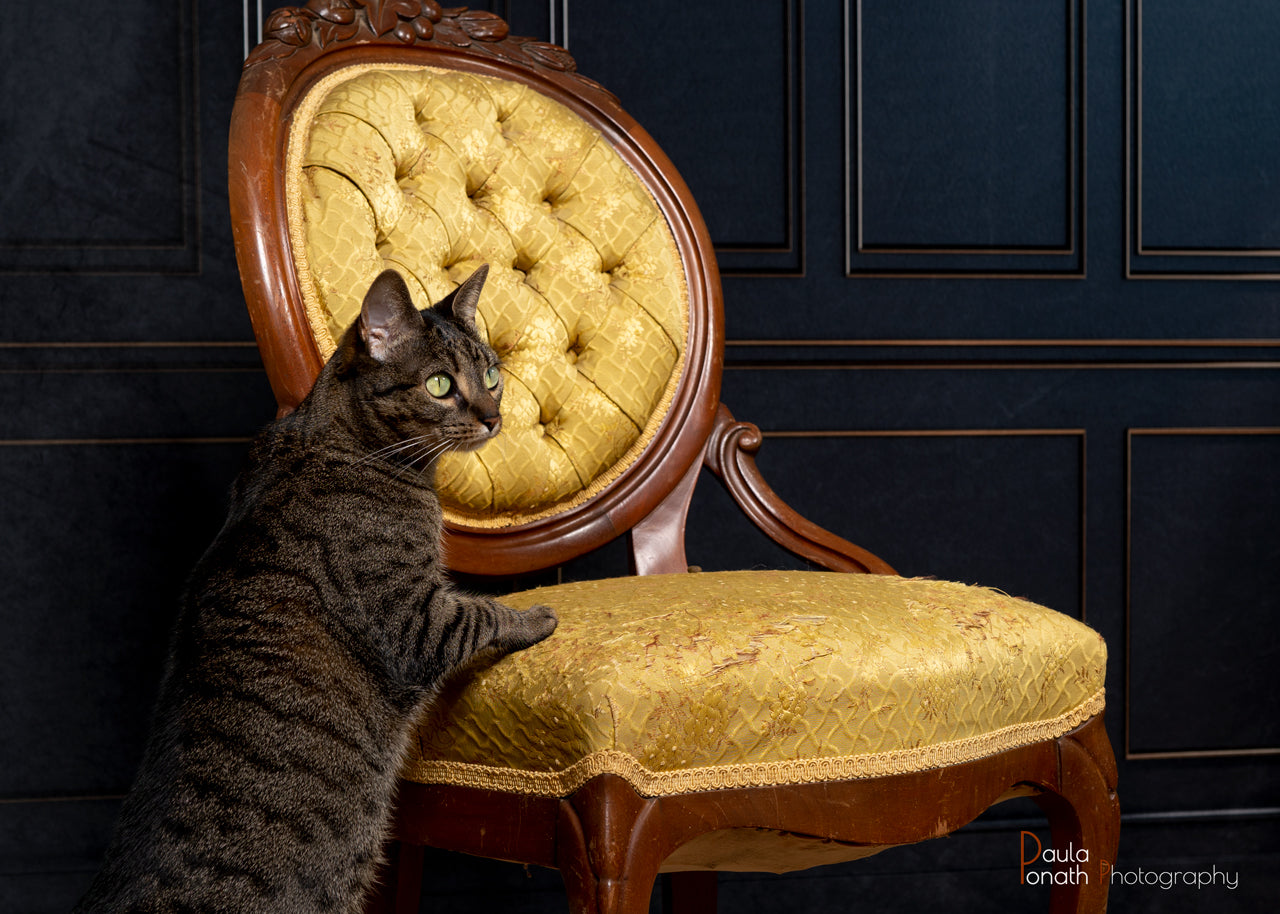 Kate Noir Rétro Mur Vintage Toile de fond pour la photographie - Kate Backdrop FR