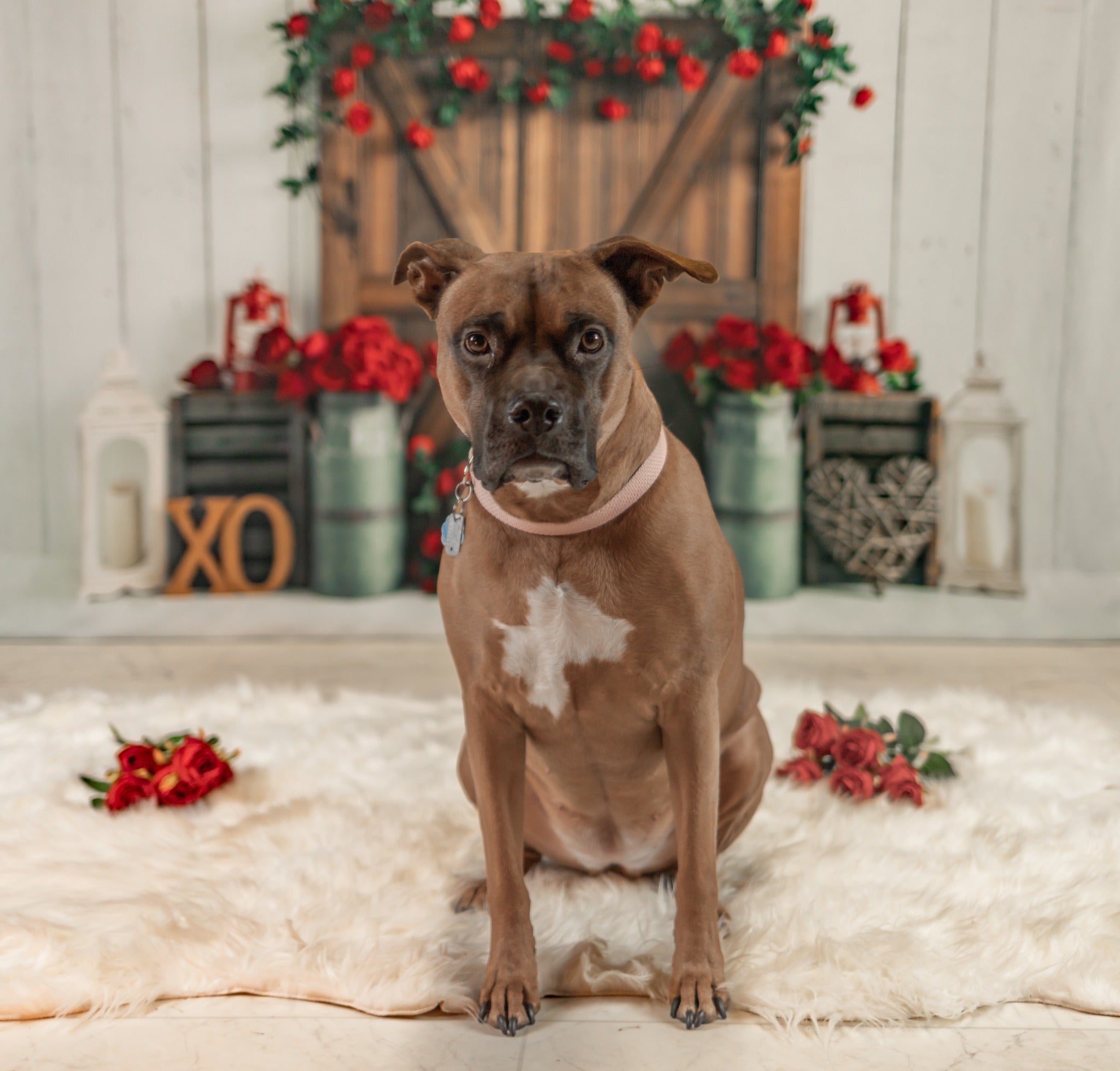 Kate Roses rouges Porte Grange Saint-Valentin Toile de fond pour la photographie - Kate Backdrop FR