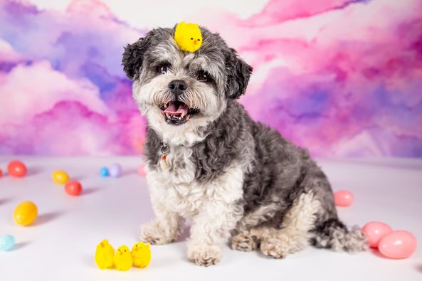 Kate Ciel Rose & Violet Nuages Toile de fond conçue par Patty Robert - Kate Backdrop FR