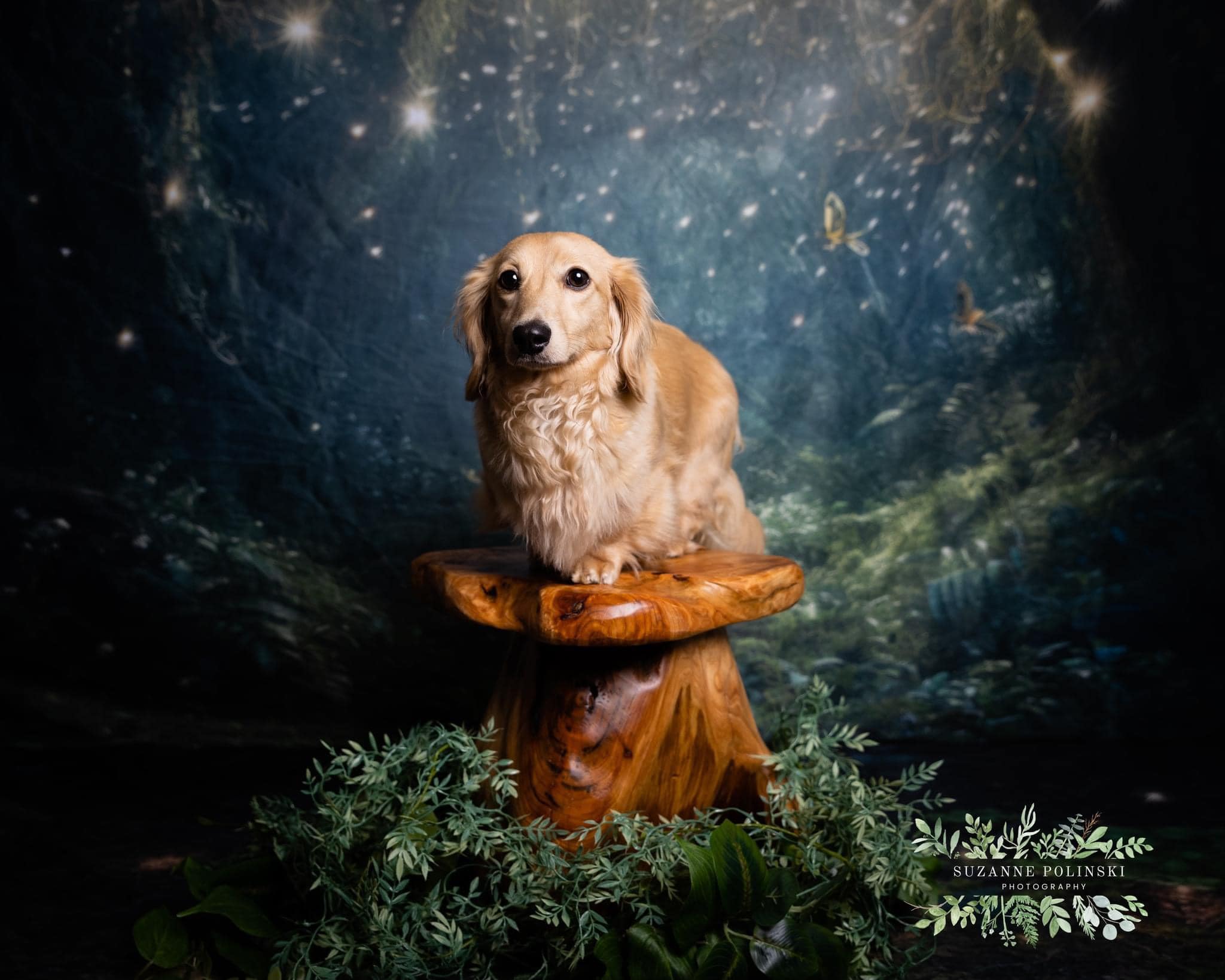 Kate Enchanté Forêt des fées Nuit Été Toile de fond conçue par Mandy Ringe - Kate Backdrop FR