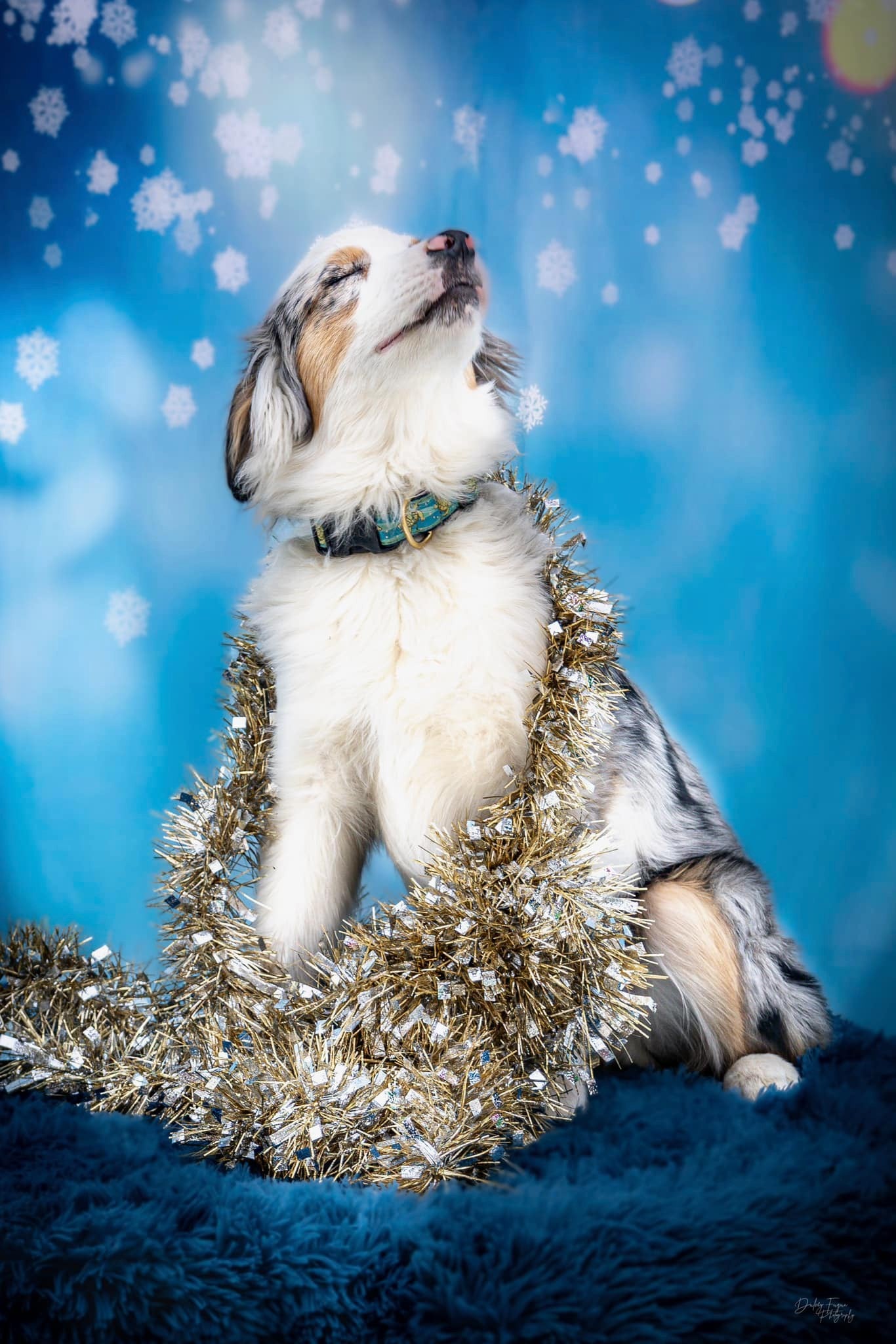 Kate Noël Étoiles Neige Nuit Toile de fond Conçu par Chain Photographie - Kate Backdrop FR