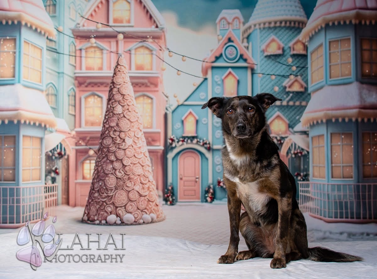 Kate Noël Bonbons Monde Maison Toile de fond pour la photographie - Kate Backdrop FR