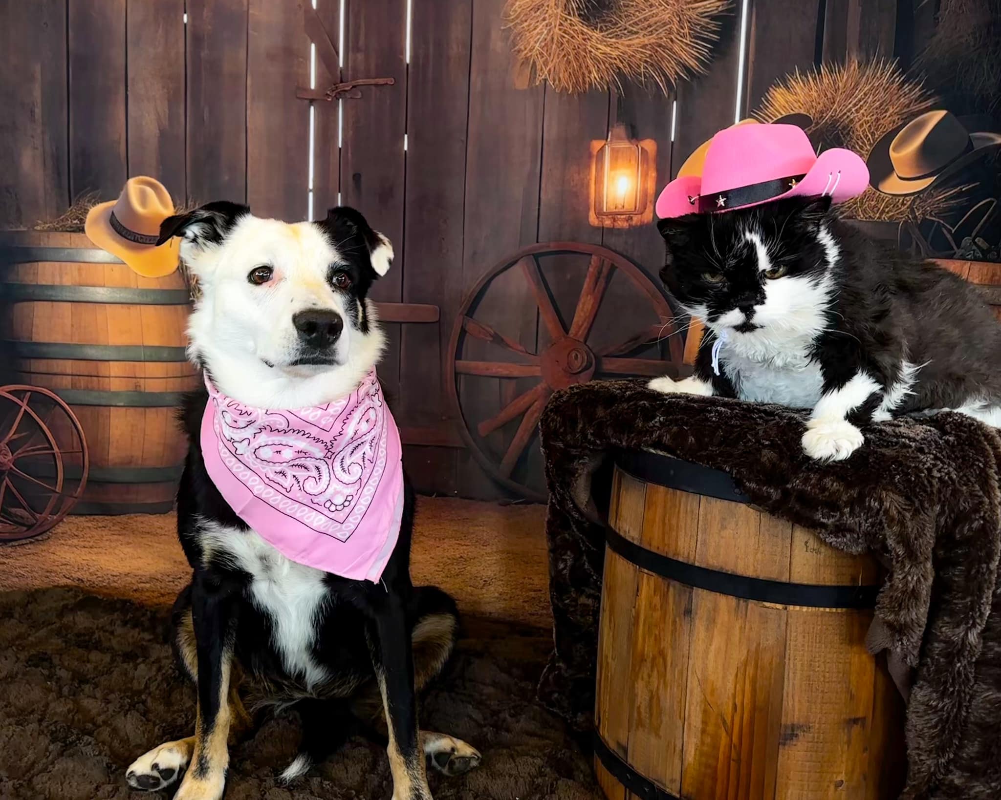 Kate Grange Automne Tonneau de bois Toile de fond Conçu par Chain Photographie - Kate Backdrop FR