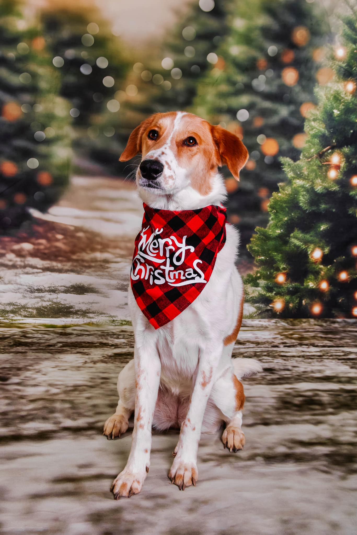 Kate Noël Extérieur Arbre Lumière Bokeh Toile de fond pour la photographie - Kate Backdrop FR