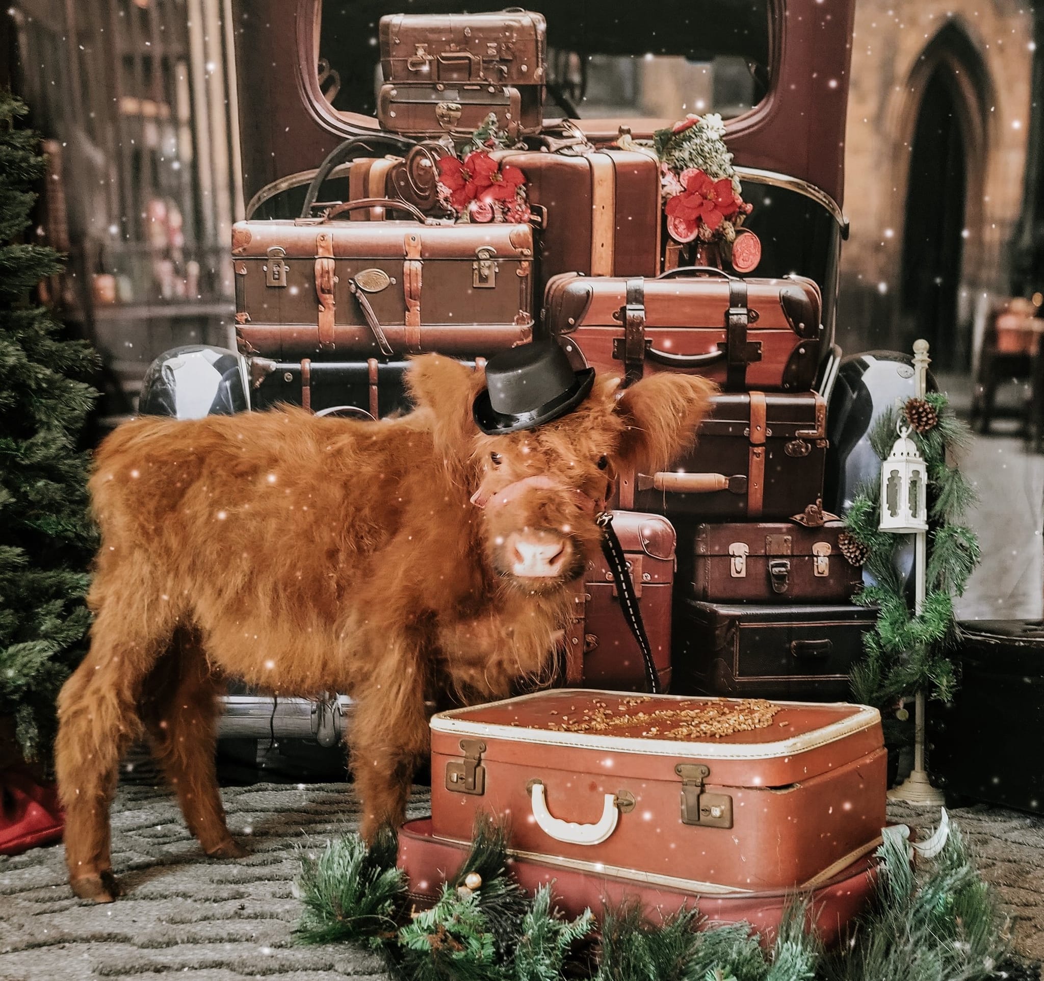 Kate Voiture Bagages Vintage Fleurs Toile de fond Conçu par Chain Photographie - Kate Backdrop FR