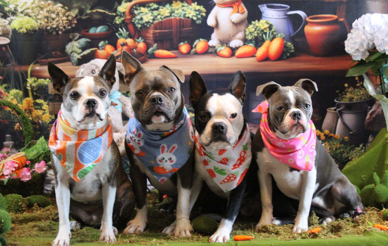 Kate Maison de lapin Forêt Printemps Été Toile de fond conçu par Emetselch - Kate Backdrop FR