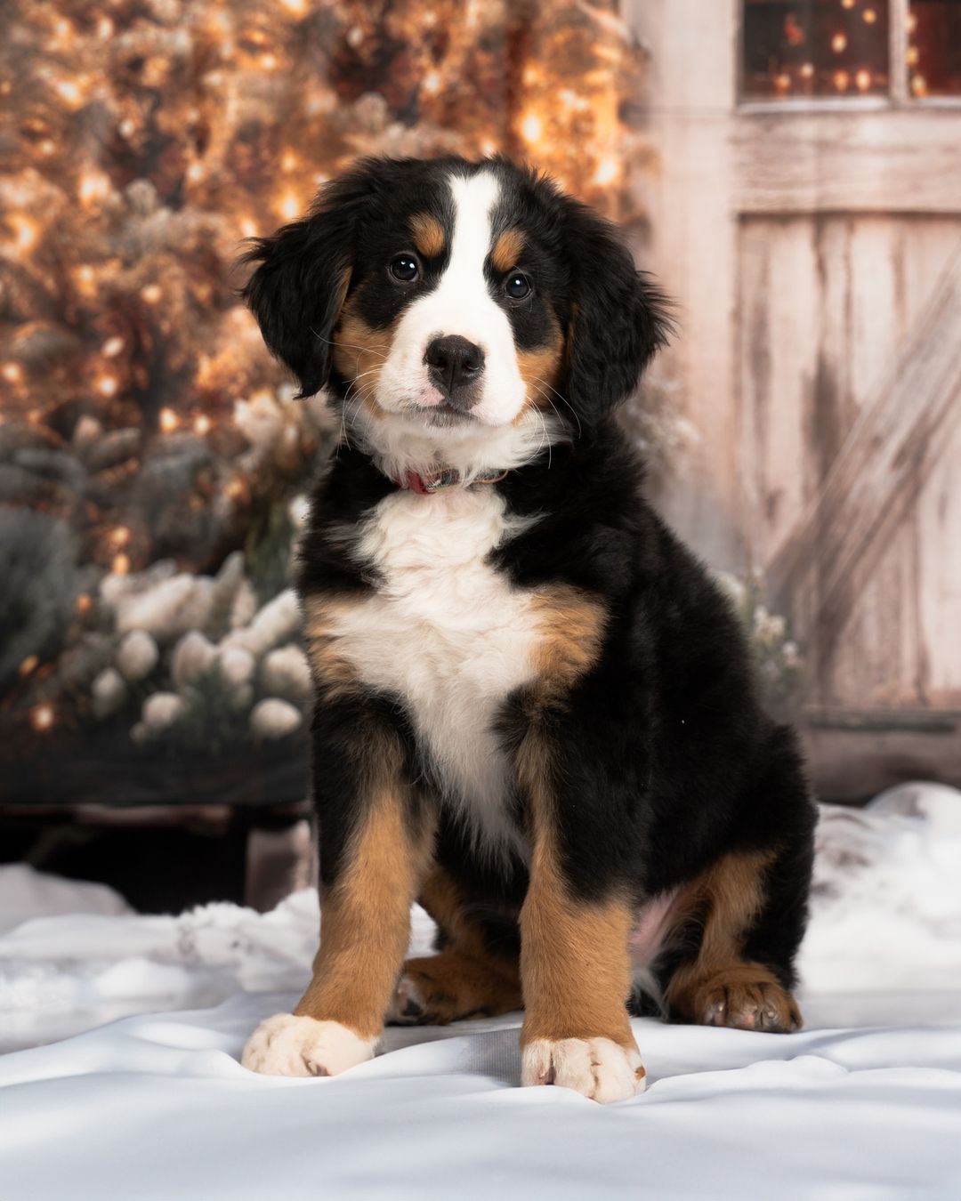 Kate Noël Grange Arbres Toile de fond conçue par Emetselch - Kate Backdrop FR