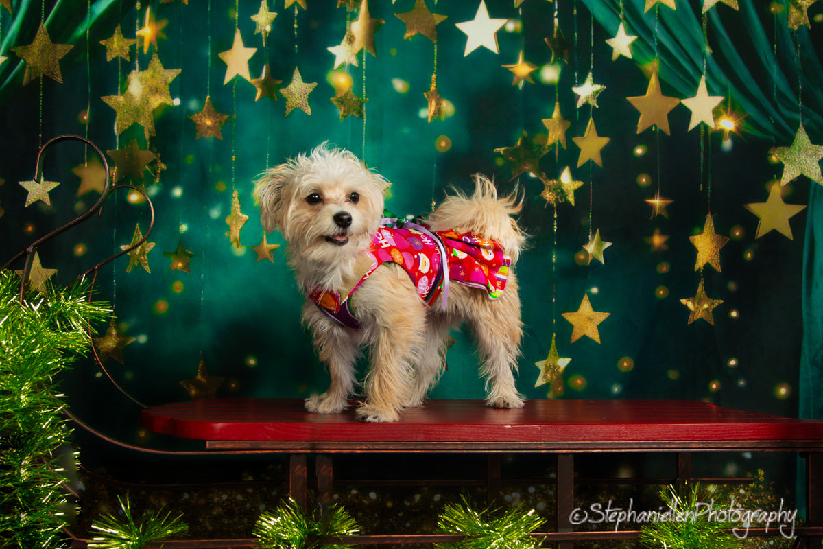 Kate Noël Hiver Rideau Vert avec Étoiles Toile de fond conçue par Mini MakeBelieve - Kate Backdrop FR