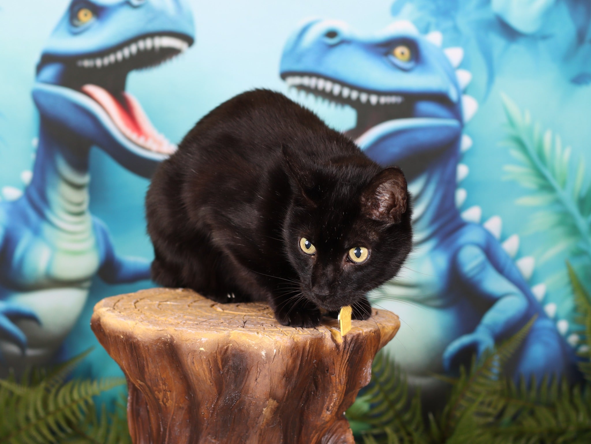 Kate Bleu Dinosaure Aventure Enfant Toile de fond conçu par Ashley Paul - Kate Backdrop FR