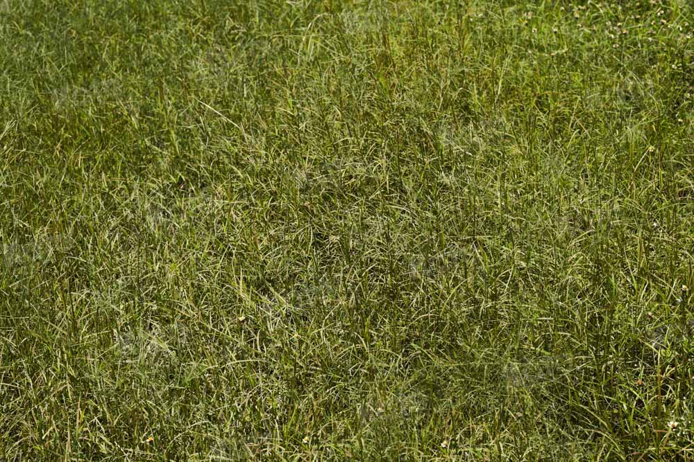 Kate Printemps Herbe Vert Sol Toile de fond conçue par Kate Image