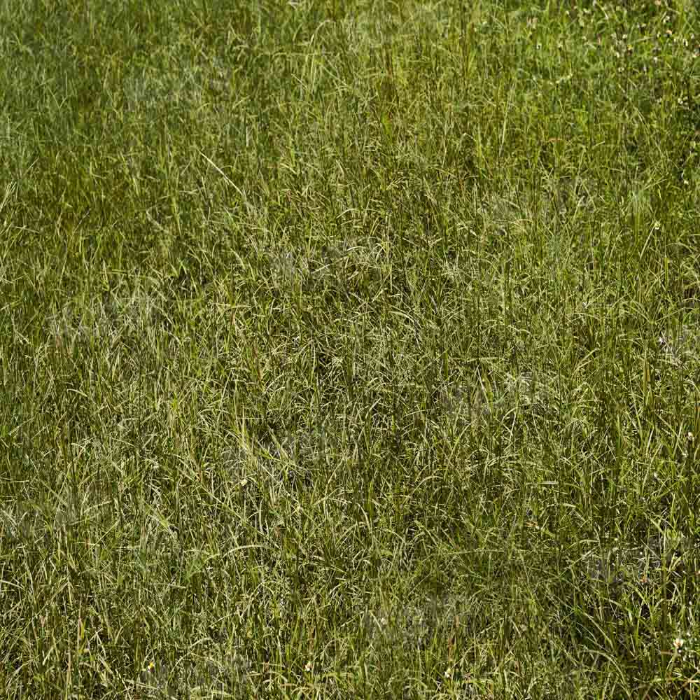 Kate Printemps Herbe Vert Sol Toile de fond conçue par Kate Image
