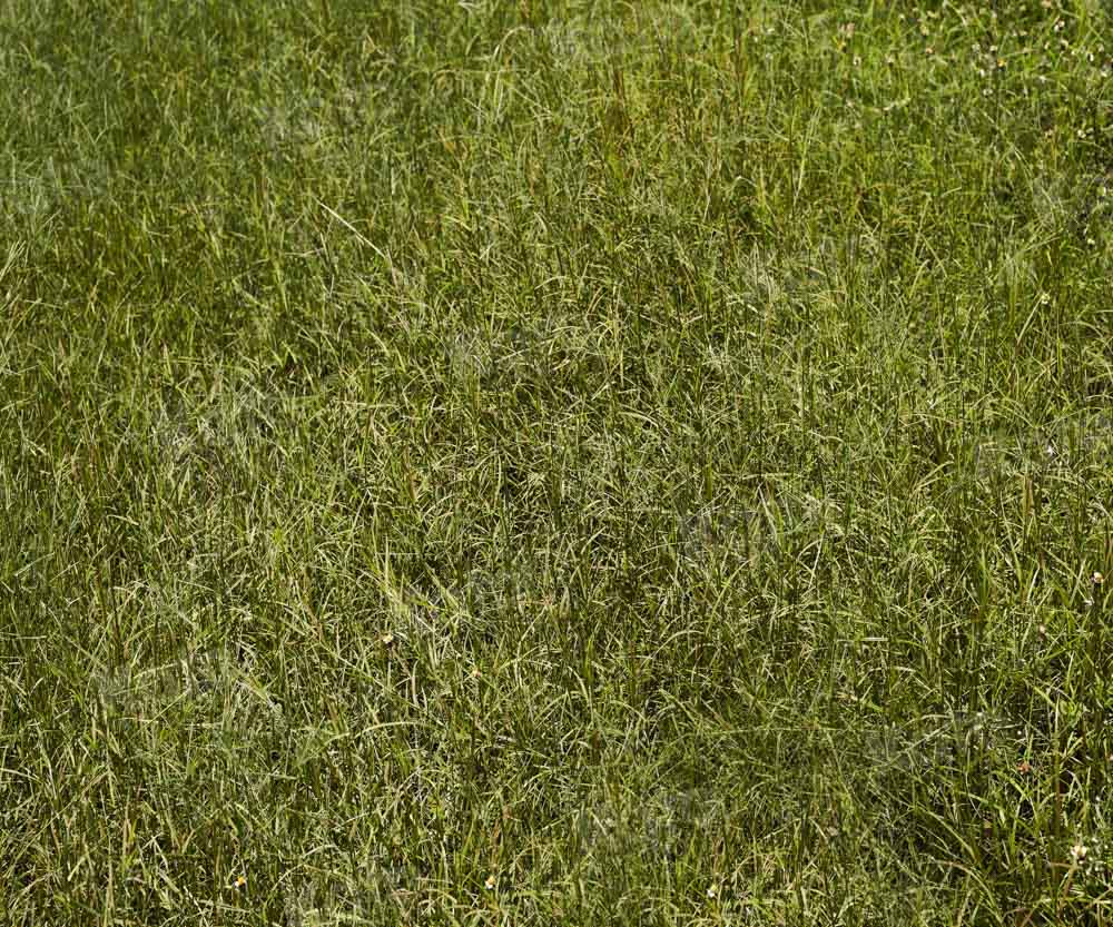 Kate Printemps Herbe Vert Sol Toile de fond conçue par Kate Image