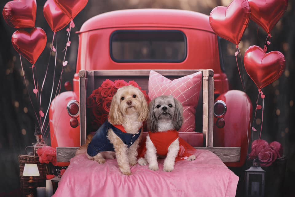 Kate Saint Valentin Amour Rouge Ballons Camion Toile de fond conçue par Chain Photographie - Kate Backdrop FR