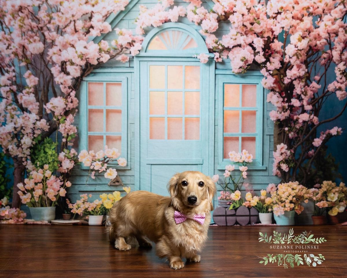 Kate Printemps Fleurs Maison Toile de fond conçue par Emetselch - Kate Backdrop FR