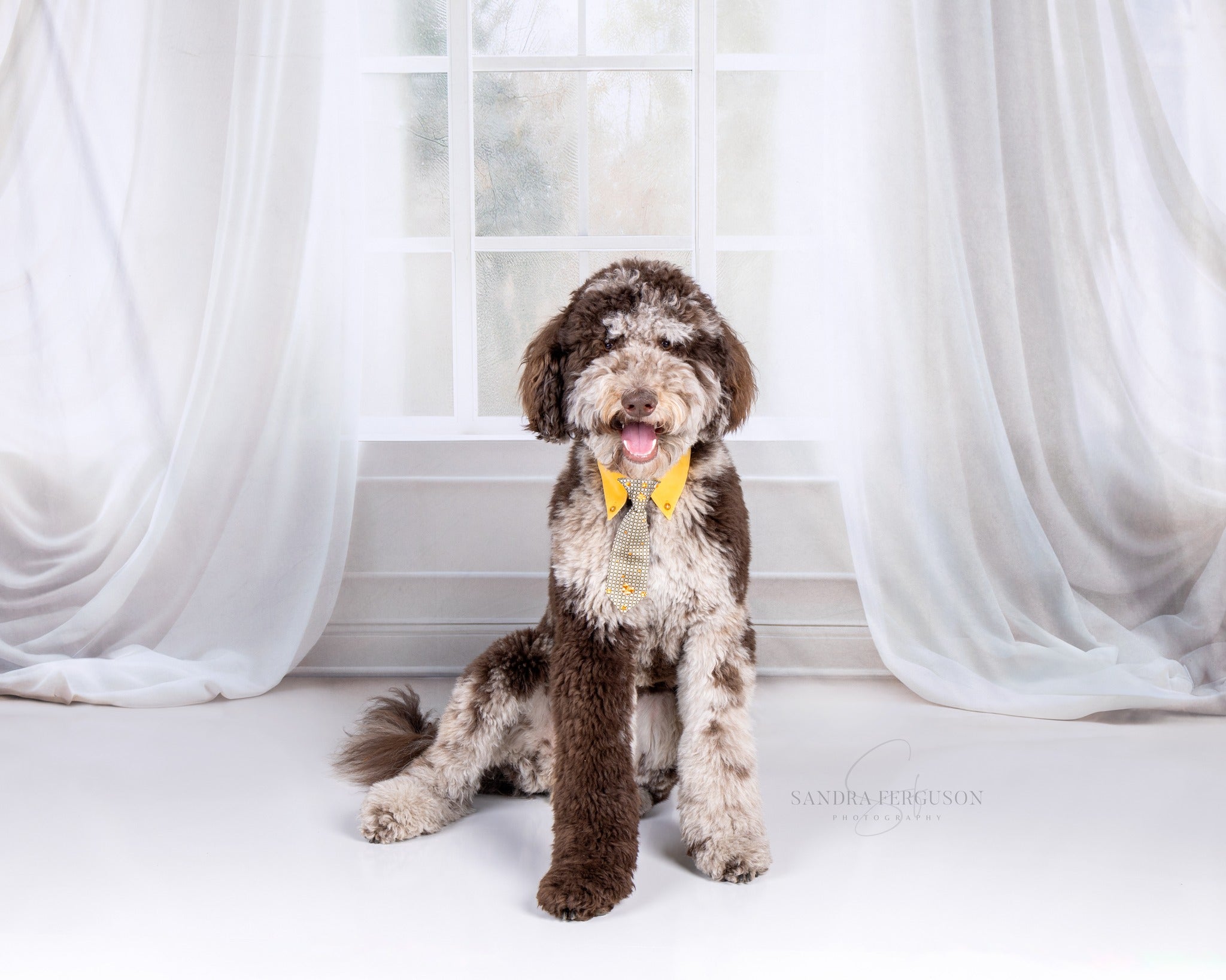 Kate Printemps Blanc Rideaux Fenêtre Chambre Toile de fond conçue par Chain Photographie - Kate Backdrop FR