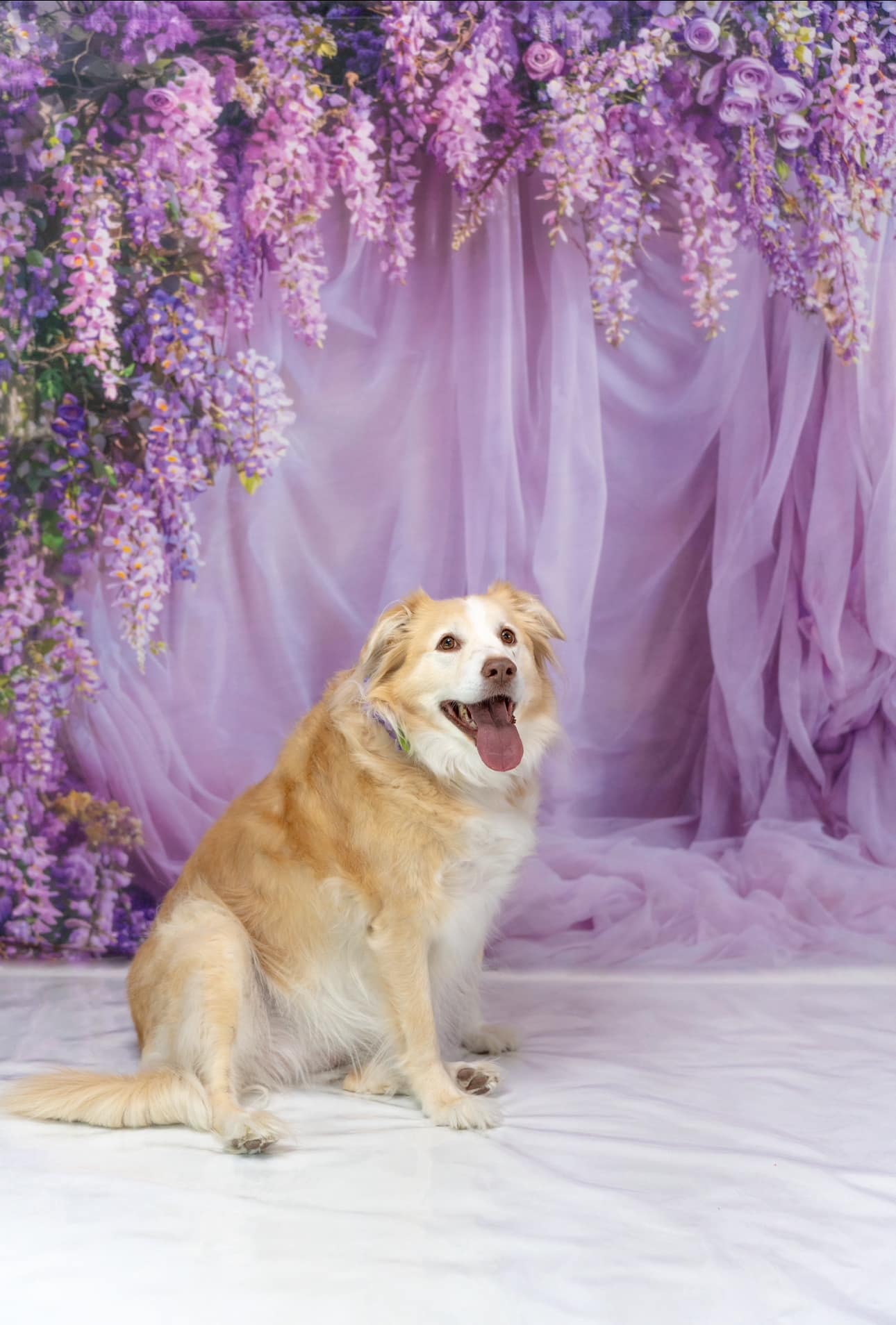 Kate Printemps Glycine fraîche Rideau Violet Toile de fond conçue par Emetselch - Kate Backdrop FR