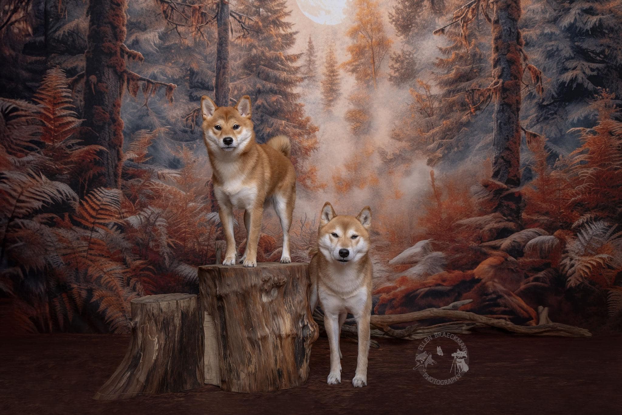 Kate Chaperon Loup Forêt Arbres Toile de fond conçue par Mini MakeBelieve - Kate Backdrop FR