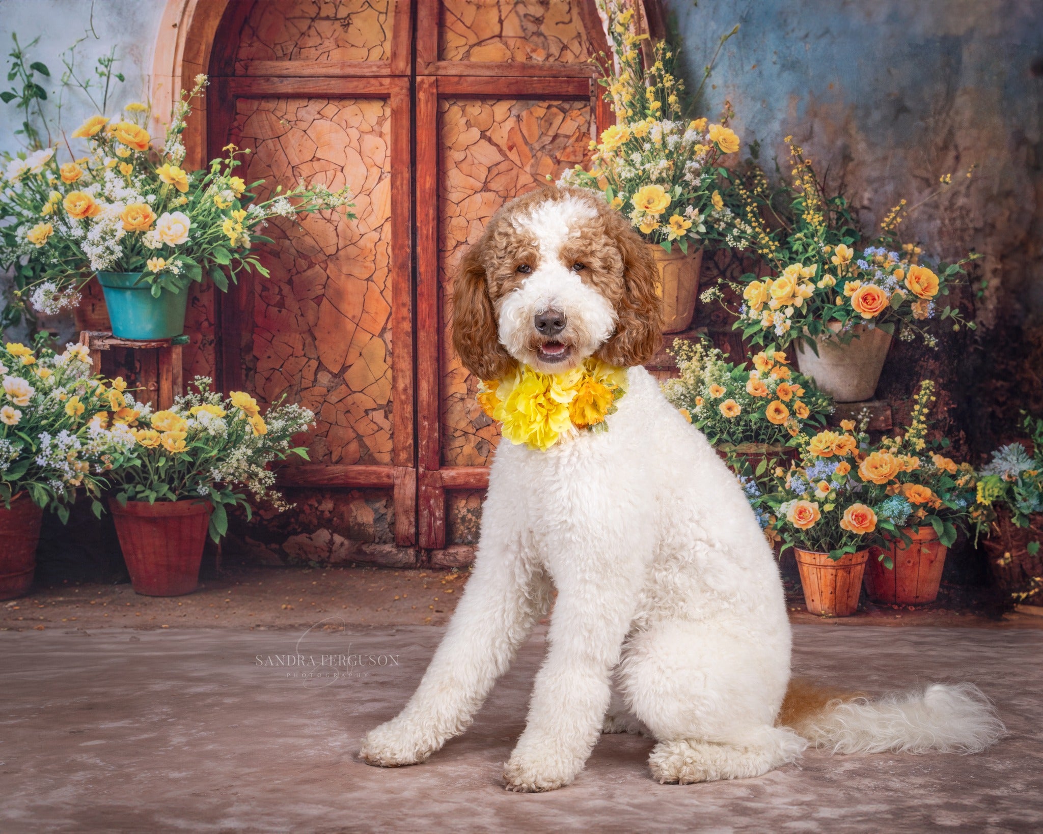 Kate Printemps Fleurs jaunes Vieille Porte Toile de fond conçue par Emetselch - Kate Backdrop FR