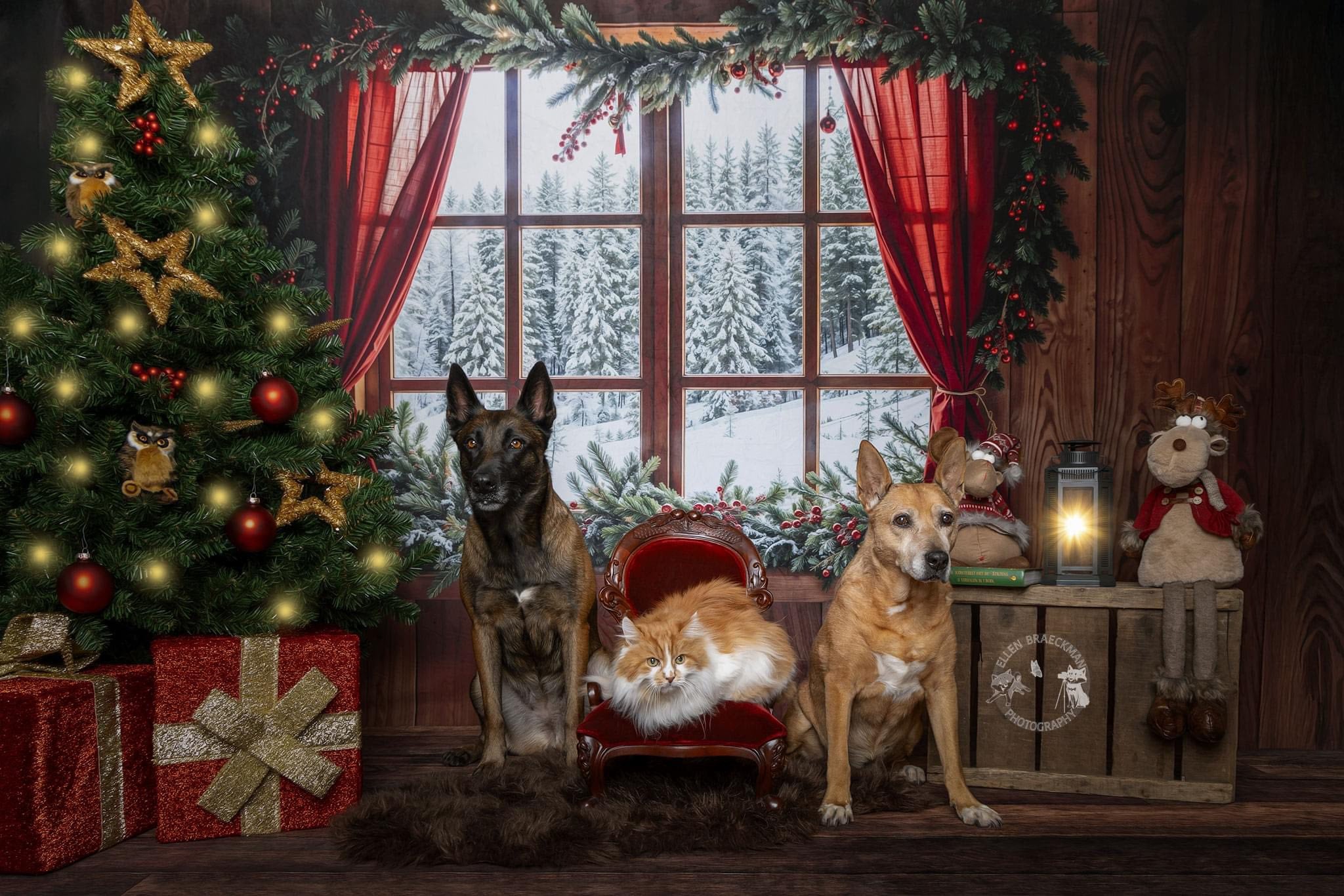 Kate Noël Forêt Fenêtre Mur en Bois Toile de fond conçue par Chain Photographie