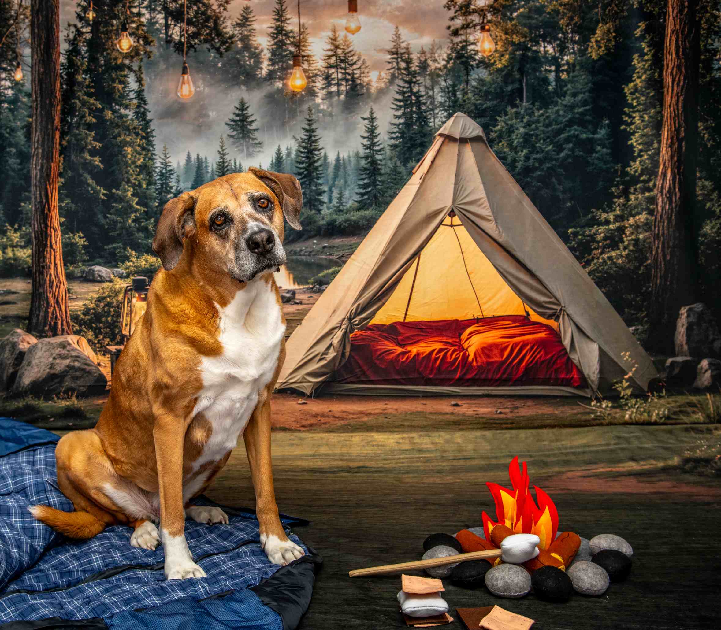 Kate Camping Forêt Tente Lumières Toile de fond conçue par Emetselch - Kate Backdrop FR