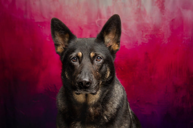 Kate Rose Violet Abstrait Portrait Toile de fond conçue par Mini MakeBelieve - Kate Backdrop FR